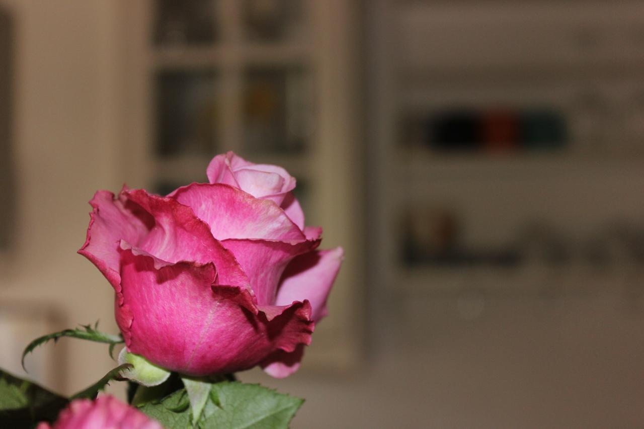 B&B Canneto Monteverdi Marittimo Dış mekan fotoğraf